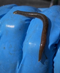 Erpobdella octoculata