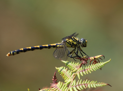 Large Pincertail