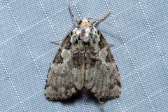 Leuconycta lepidula