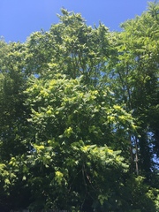 Ailanthus altissima