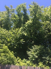 Ailanthus altissima
