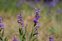 Penstemon venustus