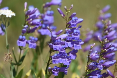 Penstemon venustus