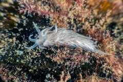 Favorinus blianus