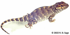 Diplolaemus leopardinus
