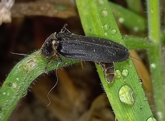 Lamprohiza splendidula