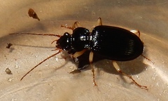 Patrobus longicornis