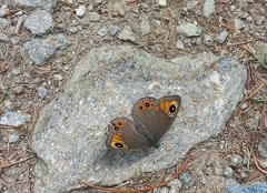 Lasiommata petropolitana
