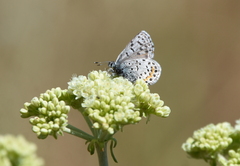 Euphilotes heracleoides