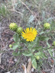 Grindelia subalpina
