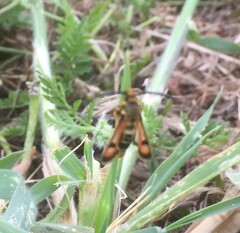 Pyropteron minianiforme