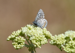 Euphilotes heracleoides