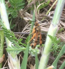 Pyropteron minianiforme