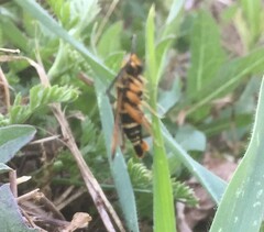 Pyropteron minianiforme