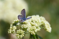 Euphilotes heracleoides