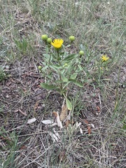 Grindelia subalpina