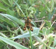 Pyropteron minianiforme