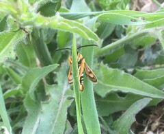 Pyropteron minianiforme