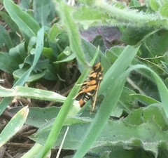 Pyropteron minianiforme