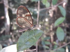 Episcada hymenaea