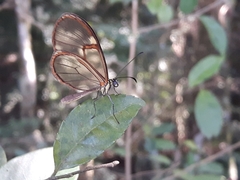 Episcada hymenaea
