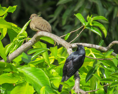 Columbina passerina