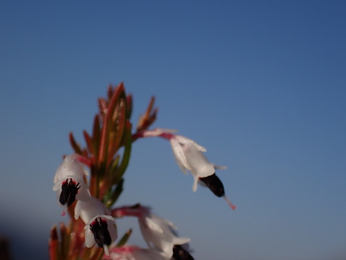 Image of Erica fuscescens by (c) Ren Hoekstra, some rights reserved (CC BY)