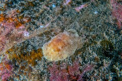 Geitodoris planata