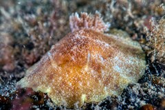 Geitodoris planata