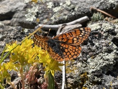 Euphydryas anicia capella