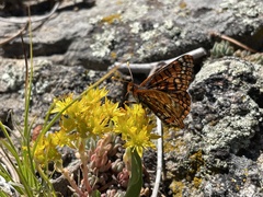 Euphydryas anicia capella