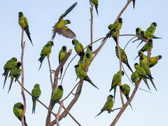 Nanday Parakeet photo 6