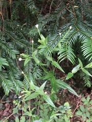 Epilobium roseum