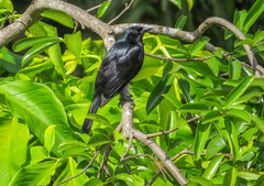 Ptiloxena atroviolacea