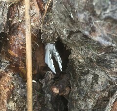 Hyphantria cunea