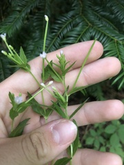 Epilobium roseum