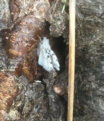 Hyphantria cunea