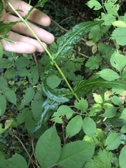 Epilobium roseum