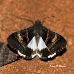 Melipotis nigrobasis