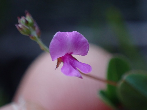 Image of Indigofera sarmentosa by (c) Ren Hoekstra, some rights reserved (CC BY)