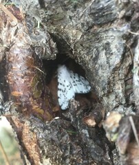 Hyphantria cunea