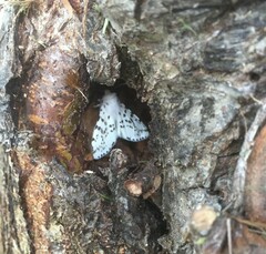 Hyphantria cunea