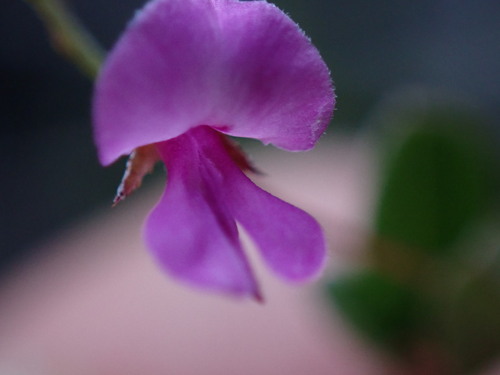 Image of Indigofera sarmentosa by (c) Ren Hoekstra, some rights reserved (CC BY)