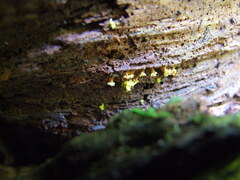 Oligonema verrucosum