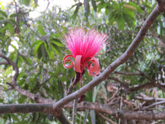 Pseudobombax ellipticum