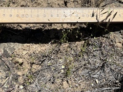 Leptosiphon septentrionalis