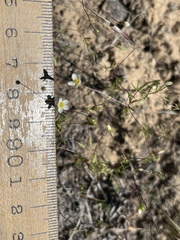 Leptosiphon septentrionalis