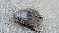 Acilius abbreviatus