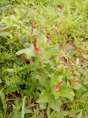 Acalypha monostachya