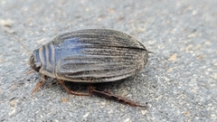 Acilius abbreviatus